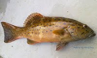 Spotted Coral Grouper